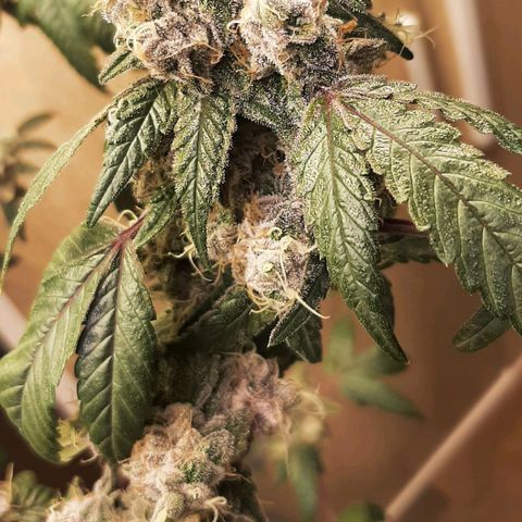 Mehrere Oreoz Pflanzen und Zyklen  growlog photo: Heute war es dann Spontan soweit, die andere wurde zu groß, auch wenn ich noch gerne 7 - 14 Tage gewartet hätte ließ mir die andere keine Möglichkeit mehr, ich habe kein Platz mehr. 