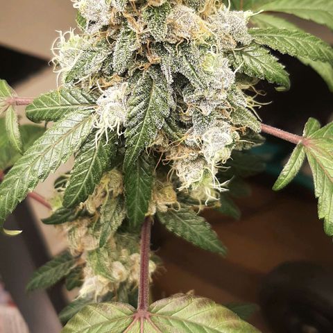 Mehrere Oreoz Pflanzen und Zyklen  growlog photo: Heute war es dann Spontan soweit, die andere wurde zu groß, auch wenn ich noch gerne 7 - 14 Tage gewartet hätte ließ mir die andere keine Möglichkeit mehr, ich habe kein Platz mehr. 