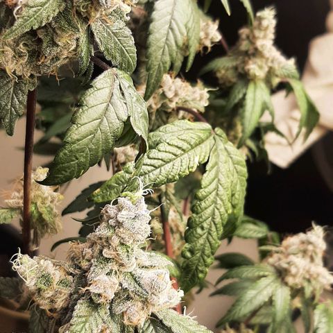 Mehrere Oreoz Pflanzen und Zyklen  growlog photo: Heute war es dann Spontan soweit, die andere wurde zu groß, auch wenn ich noch gerne 7 - 14 Tage gewartet hätte ließ mir die andere keine Möglichkeit mehr, ich habe kein Platz mehr. 