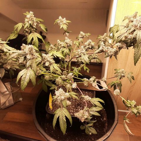 Mehrere Oreoz Pflanzen und Zyklen  growlog photo: Heute war es dann Spontan soweit, die andere wurde zu groß, auch wenn ich noch gerne 7 - 14 Tage gewartet hätte ließ mir die andere keine Möglichkeit mehr, ich habe kein Platz mehr. 