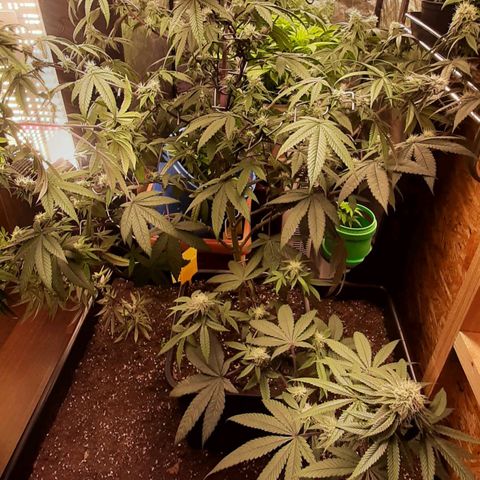 Mehrere Oreoz Pflanzen und Zyklen  growlog timeline photo