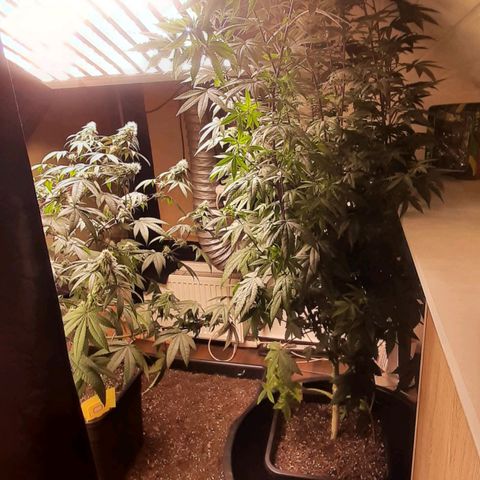 Mehrere Oreoz Pflanzen und Zyklen  growlog photo: Ja, wie genau soll das jetzt funktionieren....