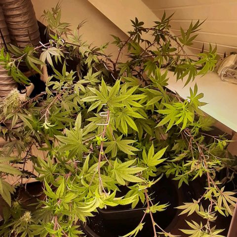 Mehrere Oreoz Pflanzen und Zyklen  growlog photo: Ich hab die komplette Pflanze mit astharken in Form gebracht und wenn die Triebe nach oben Schießen wird das Mammut im besten Falle ordentlich Knospen abwerfen, 3x oreoz und 3 verschiedene Methoden, also ich bin eher der Freund von mindestens 5 bis 10 Wochen Wachstum, das daraus jetzt noch wird ist einfach wundervoll. 
