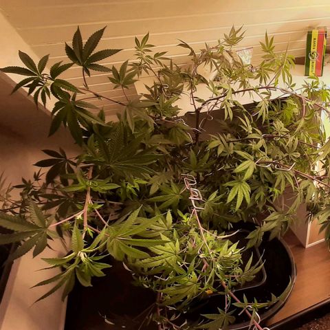 Mehrere Oreoz Pflanzen und Zyklen  growlog photo: Ich hab die komplette Pflanze mit astharken in Form gebracht und wenn die Triebe nach oben Schießen wird das Mammut im besten Falle ordentlich Knospen abwerfen, 3x oreoz und 3 verschiedene Methoden, also ich bin eher der Freund von mindestens 5 bis 10 Wochen Wachstum, das daraus jetzt noch wird ist einfach wundervoll. 