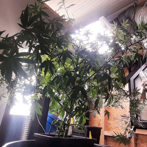 Mehrere Oreoz Pflanzen und Zyklen  growlog photo: Ich hab die komplette Pflanze mit astharken in Form gebracht und wenn die Triebe nach oben Schießen wird das Mammut im besten Falle ordentlich Knospen abwerfen, 3x oreoz und 3 verschiedene Methoden, also ich bin eher der Freund von mindestens 5 bis 10 Wochen Wachstum, das daraus jetzt noch wird ist einfach wundervoll. 