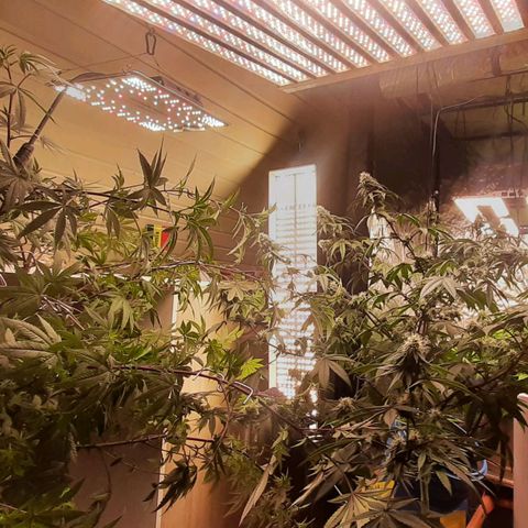 Mehrere Oreoz Pflanzen und Zyklen  growlog photo: Hier Einmal der volle Raum bei voller Beleuchtung. Wobei 2 der Lampen auf 50% eingestellt sind. 