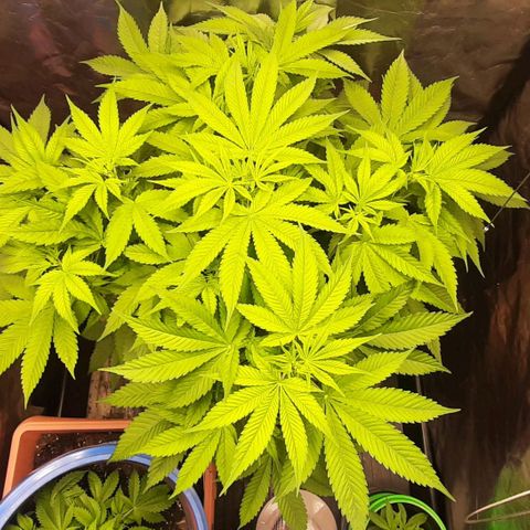 Think Tank growlog timeline photo