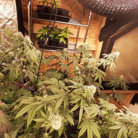 Mehrere Oreoz Pflanzen und Zyklen  growlog timeline photo