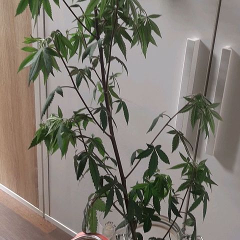 Mehrere Oreoz Pflanzen und Zyklen  growlog timeline photo