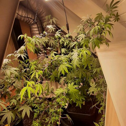 Mehrere Oreoz Pflanzen und Zyklen  growlog timeline photo