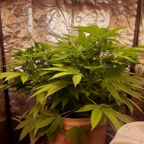 Think Tank growlog photo: Da der pH Wert der Erde vermutlich wieder wegen zu vielen Regenwürmern wieder anfängt zu steigen (von 7 auf 7,6) habe ich etwa eine 2 cm Schicht Nadelwald Erde untergemischt, morgen oder übermorgen gieße ich und kontrolliere nochmals.

Der pH Wert der Walderde lag bei 5,5