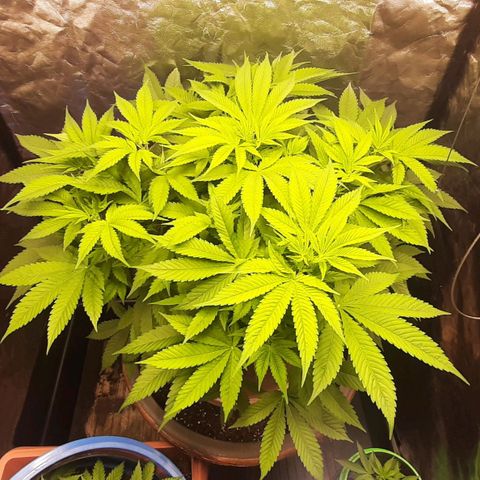 Think Tank growlog photo: Da der pH Wert der Erde vermutlich wieder wegen zu vielen Regenwürmern wieder anfängt zu steigen (von 7 auf 7,6) habe ich etwa eine 2 cm Schicht Nadelwald Erde untergemischt, morgen oder übermorgen gieße ich und kontrolliere nochmals.

Der pH Wert der Walderde lag bei 5,5