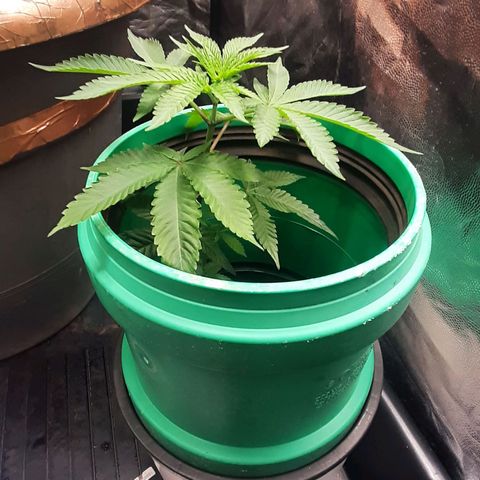 Mehrere Oreoz Pflanzen und Zyklen  growlog timeline photo