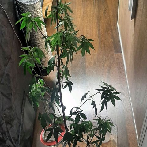 Mehrere Oreoz Pflanzen und Zyklen  growlog timeline photo