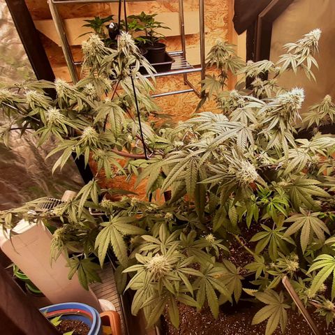 Mehrere Oreoz Pflanzen und Zyklen  growlog timeline photo