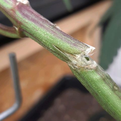 Mehrere Oreoz Pflanzen und Zyklen  growlog photo: Hoppla, da ist mir ein Ast beim Verschieben der Pflanze an dem Metall gitter gebrochen  wollen wir hoffen das der Ast nochmal zusammen wächst, glatter durch Bruch bis auf der letzte mm, ich habe die Stelle mit etwas Aloe Vera behandelt und anschließend eine Schiene aus dünner Pappe mit Klebeband befestigt um dem ganzen halt zu geben, ich denke spätestens innerhalb der nächsten drei tage dürfte ersichtlich werden ob der Ast es schafft oder doch besser ab sollte. 