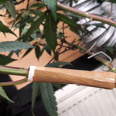 Mehrere Oreoz Pflanzen und Zyklen  growlog photo: Hoppla, da ist mir ein Ast beim Verschieben der Pflanze an dem Metall gitter gebrochen  wollen wir hoffen das der Ast nochmal zusammen wächst, glatter durch Bruch bis auf der letzte mm, ich habe die Stelle mit etwas Aloe Vera behandelt und anschließend eine Schiene aus dünner Pappe mit Klebeband befestigt um dem ganzen halt zu geben, ich denke spätestens innerhalb der nächsten drei tage dürfte ersichtlich werden ob der Ast es schafft oder doch besser ab sollte. 