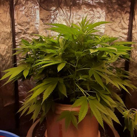 Think Tank growlog timeline photo