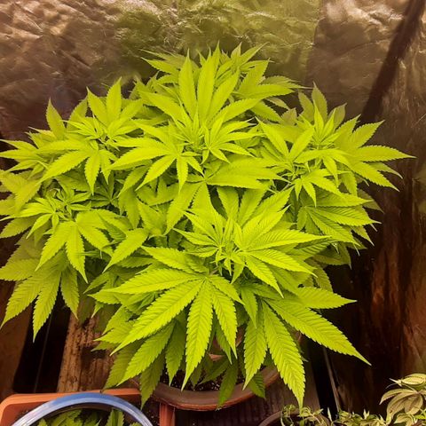 Think Tank growlog timeline photo