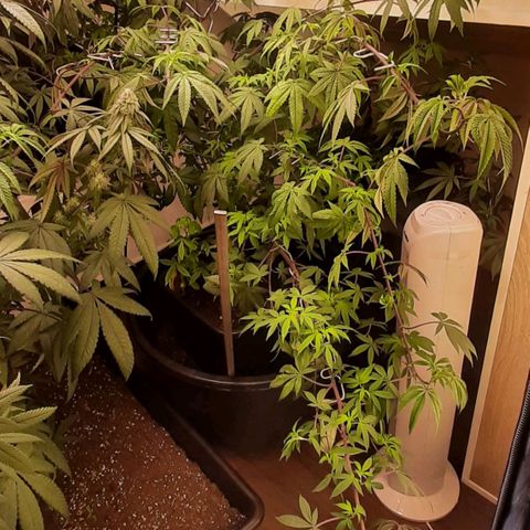 Mehrere Oreoz Pflanzen und Zyklen  growlog timeline photo