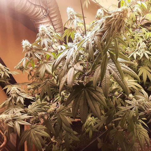 Mehrere Oreoz Pflanzen und Zyklen  growlog timeline photo