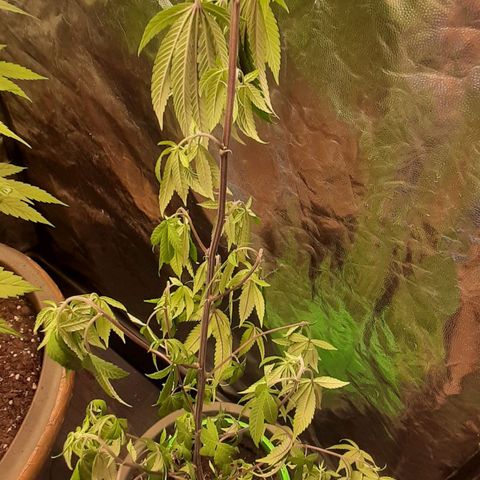 Mehrere Oreoz Pflanzen und Zyklen  growlog timeline photo