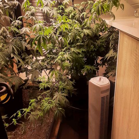 Mehrere Oreoz Pflanzen und Zyklen  growlog timeline photo