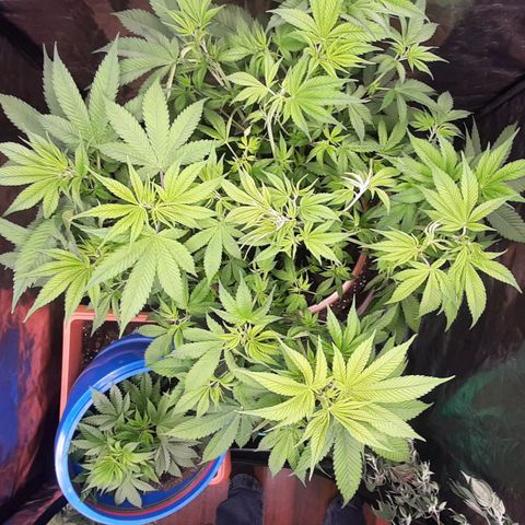 Think Tank growlog photo: Nachher