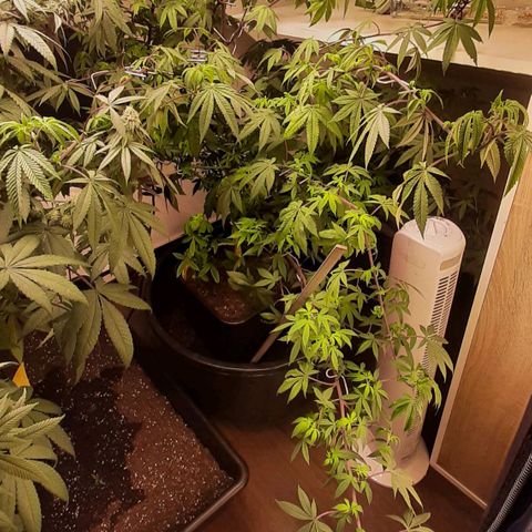 Mehrere Oreoz Pflanzen und Zyklen  growlog timeline photo