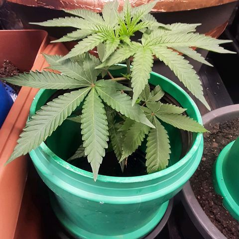 Mehrere Oreoz Pflanzen und Zyklen  growlog photo: Die gute ist mittlerweile voll angewurzelt und beginnt wieder die Wachstumsphase, da wird sie noch etwas Zeit haben für bis die anderen soweit durch sind. 