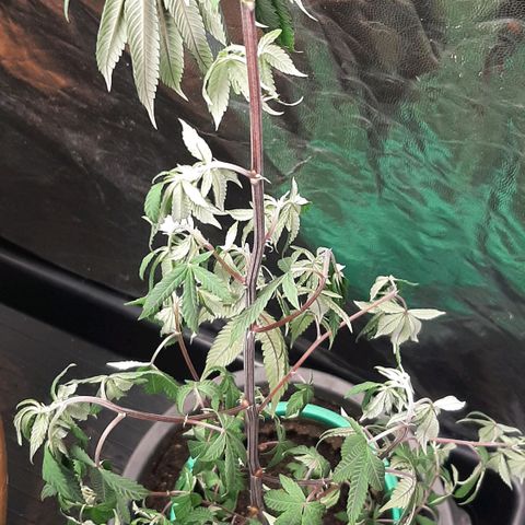 Mehrere Oreoz Pflanzen und Zyklen  growlog photo: Meinem XXL Steckling geht es wie erwartet erst einmal überhaupt nicht prächtig da er aber in den dritten Tag hinein in einer Clonex Lösung stand inkl. Spurenelementen und Hesi Wurzelkomplex gehe ich davon aus das genügend Nährstoffe zur Wurzelbildung in der Pflanze zur Verfügung stehen, lediglich das Helle Licht macht mir etwas Sorgen aber ich habe keinen anderen Platz dafür.