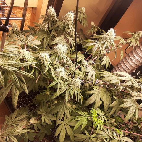 Mehrere Oreoz Pflanzen und Zyklen  growlog photo: Die gute entwickelt sich.