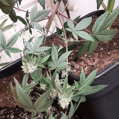 Mehrere Oreoz Pflanzen und Zyklen  growlog photo: Bisher zeigt der gebrochene ast keinerlei Schwäche Anzeichen, lediglich ein kurzer Wachstumsstop aufgrund des Stresses war zu erkennen der aber mittlerweile schon wieder aufgehört hat und die gute wieder beginnt weiter zu machen.