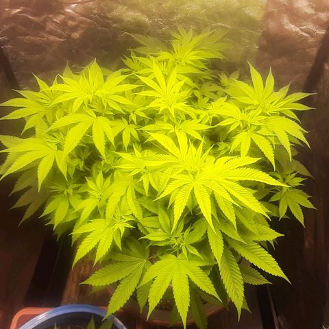 Think Tank growlog timeline photo