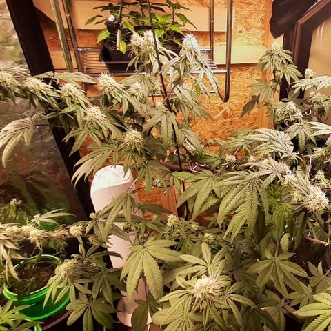 Mehrere Oreoz Pflanzen und Zyklen  growlog timeline photo