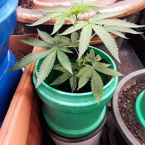 Mehrere Oreoz Pflanzen und Zyklen  growlog timeline photo