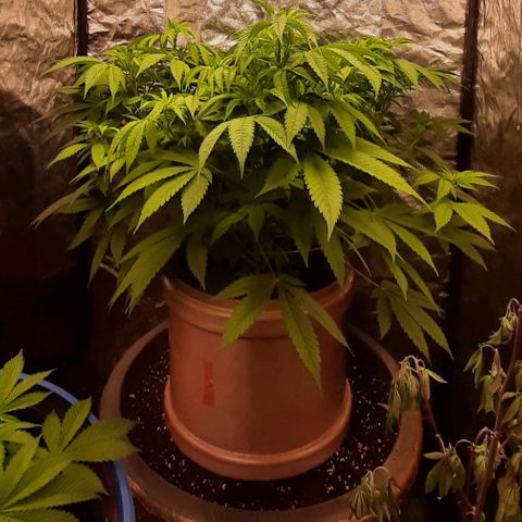 Think Tank growlog timeline photo