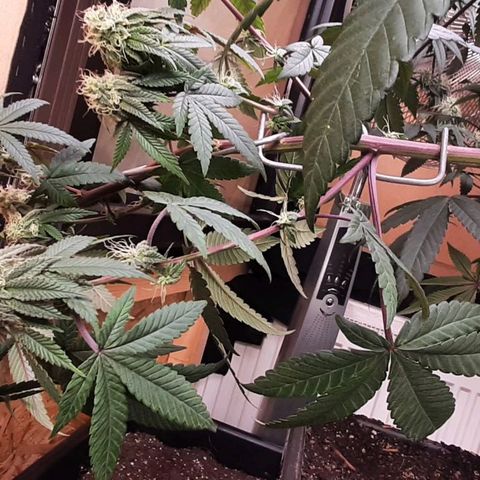 Mehrere Oreoz Pflanzen und Zyklen  growlog timeline photo