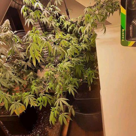 Mehrere Oreoz Pflanzen und Zyklen  growlog timeline photo