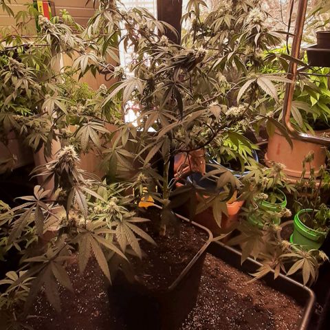 Mehrere Oreoz Pflanzen und Zyklen  growlog timeline photo