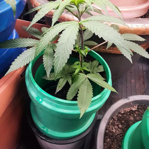 Mehrere Oreoz Pflanzen und Zyklen  growlog timeline photo