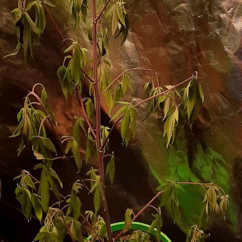 Mehrere Oreoz Pflanzen und Zyklen  growlog timeline photo