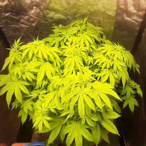 Think Tank growlog timeline photo