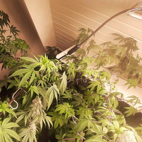 Mehrere Oreoz Pflanzen und Zyklen  growlog timeline photo