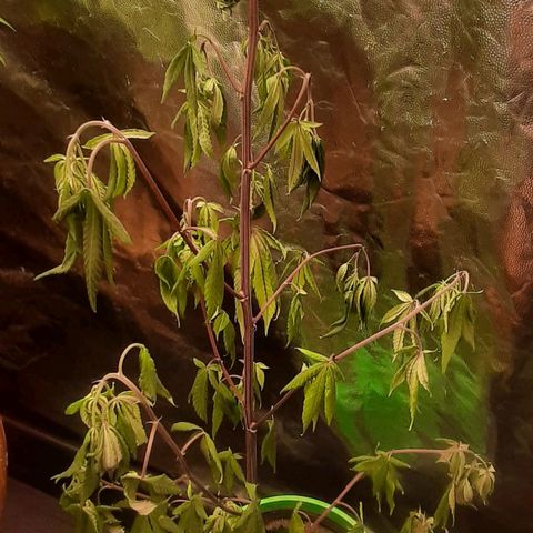 Mehrere Oreoz Pflanzen und Zyklen  growlog timeline photo