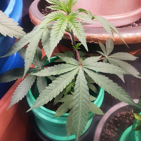 Mehrere Oreoz Pflanzen und Zyklen  growlog timeline photo