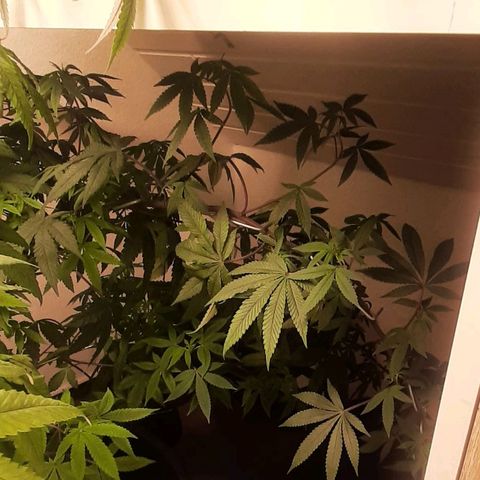 Mehrere Oreoz Pflanzen und Zyklen  growlog timeline photo