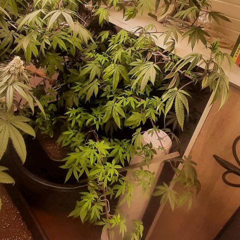 Mehrere Oreoz Pflanzen und Zyklen  growlog timeline photo