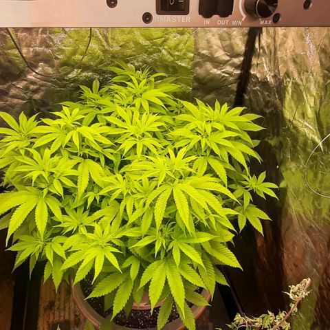 Think Tank growlog timeline photo