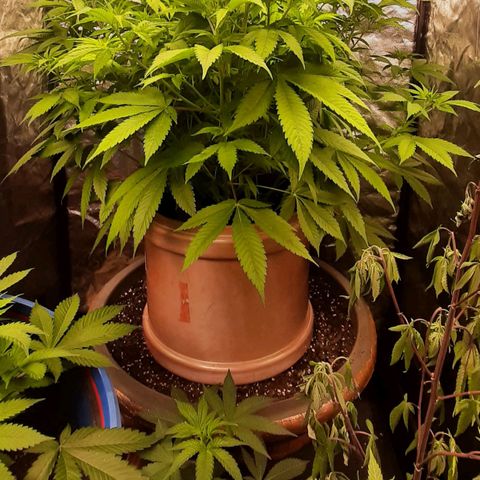 Think Tank growlog timeline photo